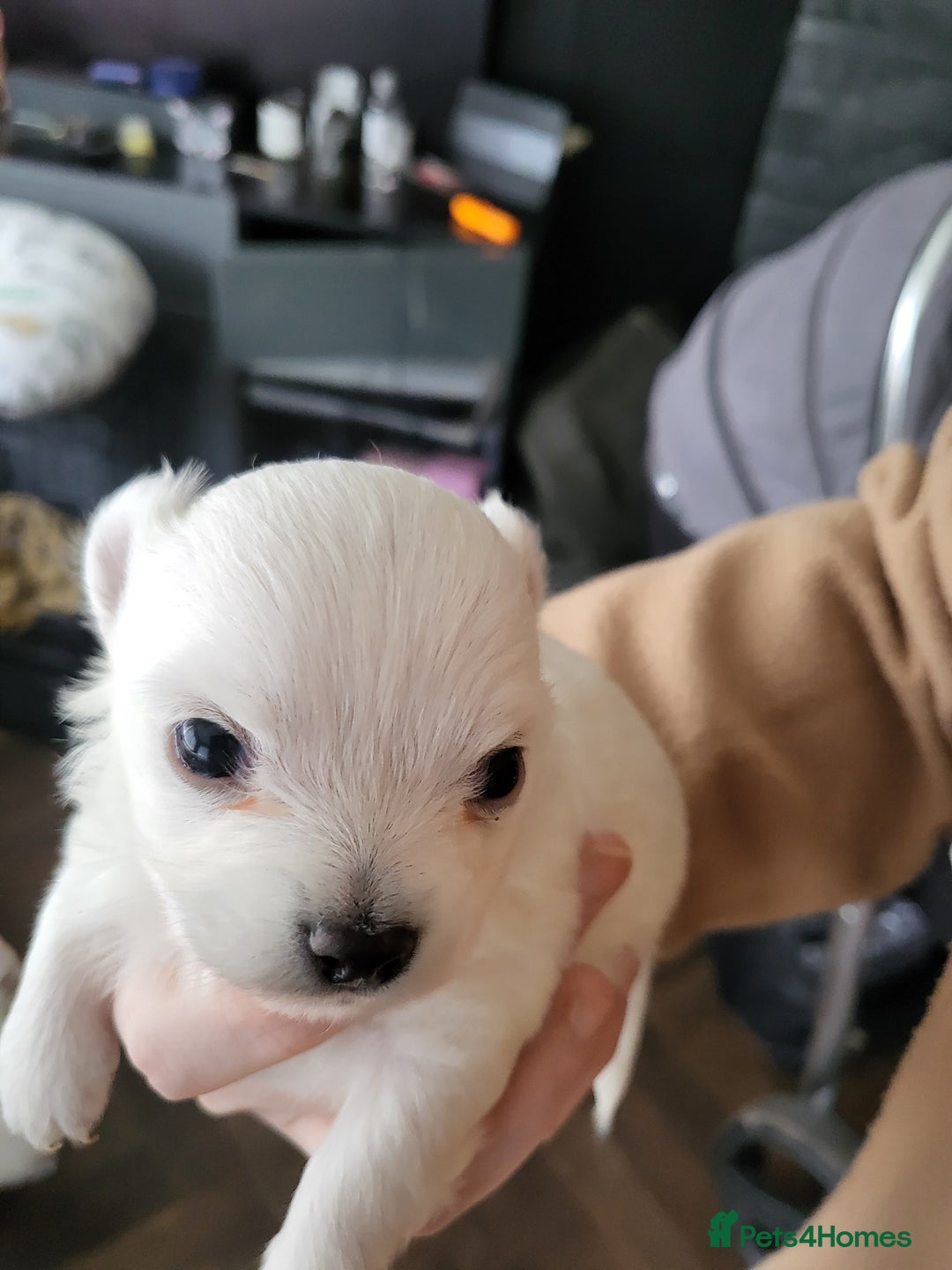 Chihuahua dogs for sale: Chihuahua puppy  - Image 2