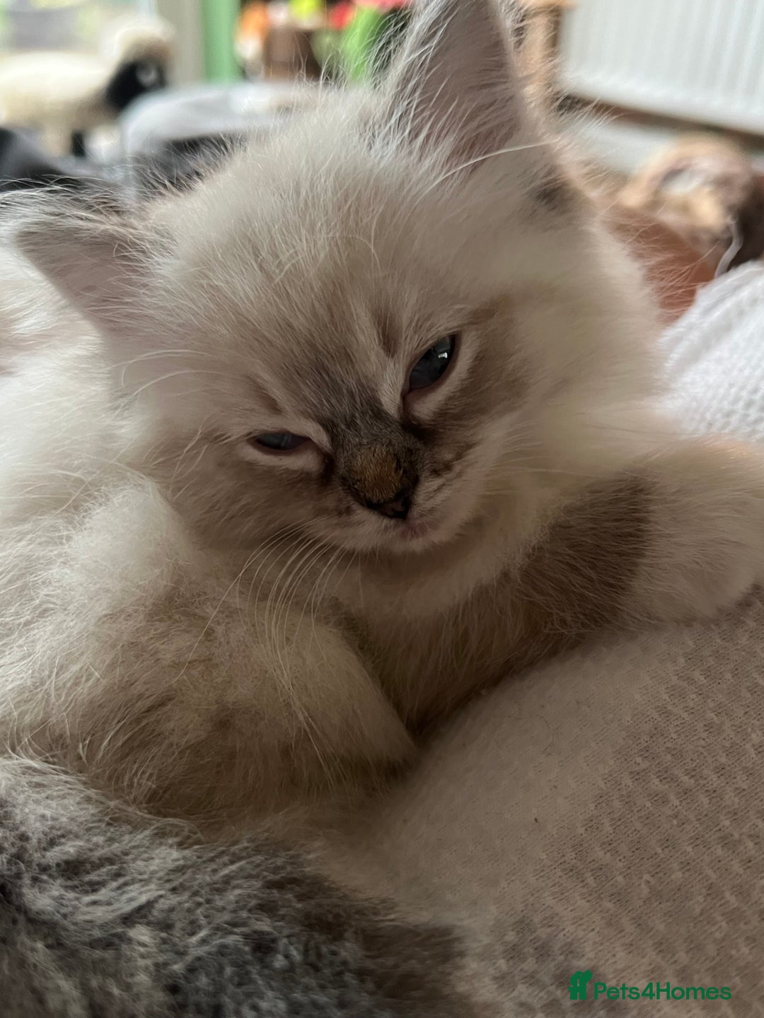 Ragdoll cats for sale: GCCF Ragdoll Kittens. Champion lines  - Advert 22