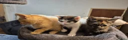 Mixed Breed cats for sale: 5 Gorgeous kittens for sale in Bedford - Advert 3