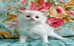 Ragdoll cats for sale: 1 boy 3 girls  - Image 12