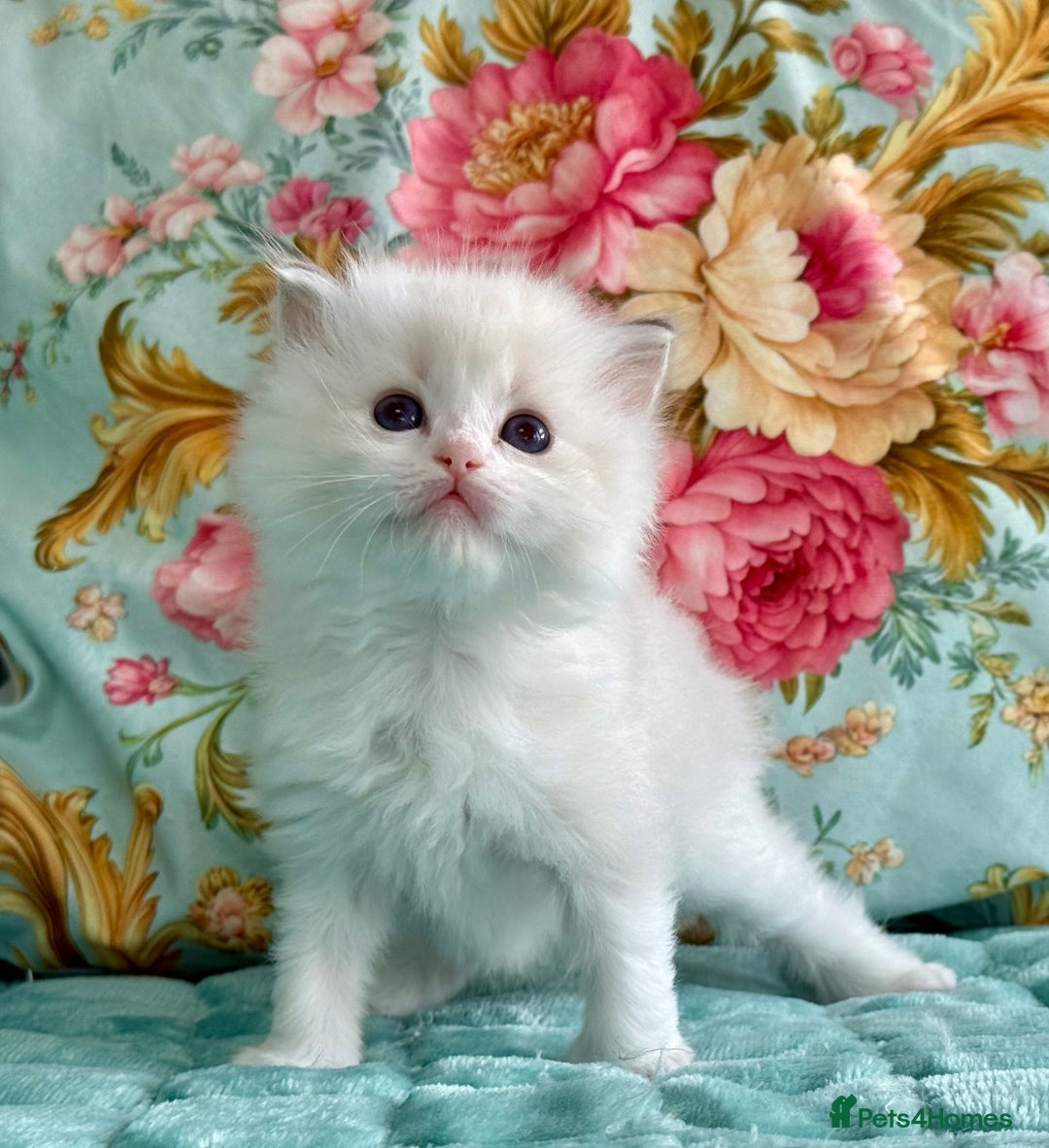 Ragdoll cats for sale: 1 boy 3 girls  - Image 12