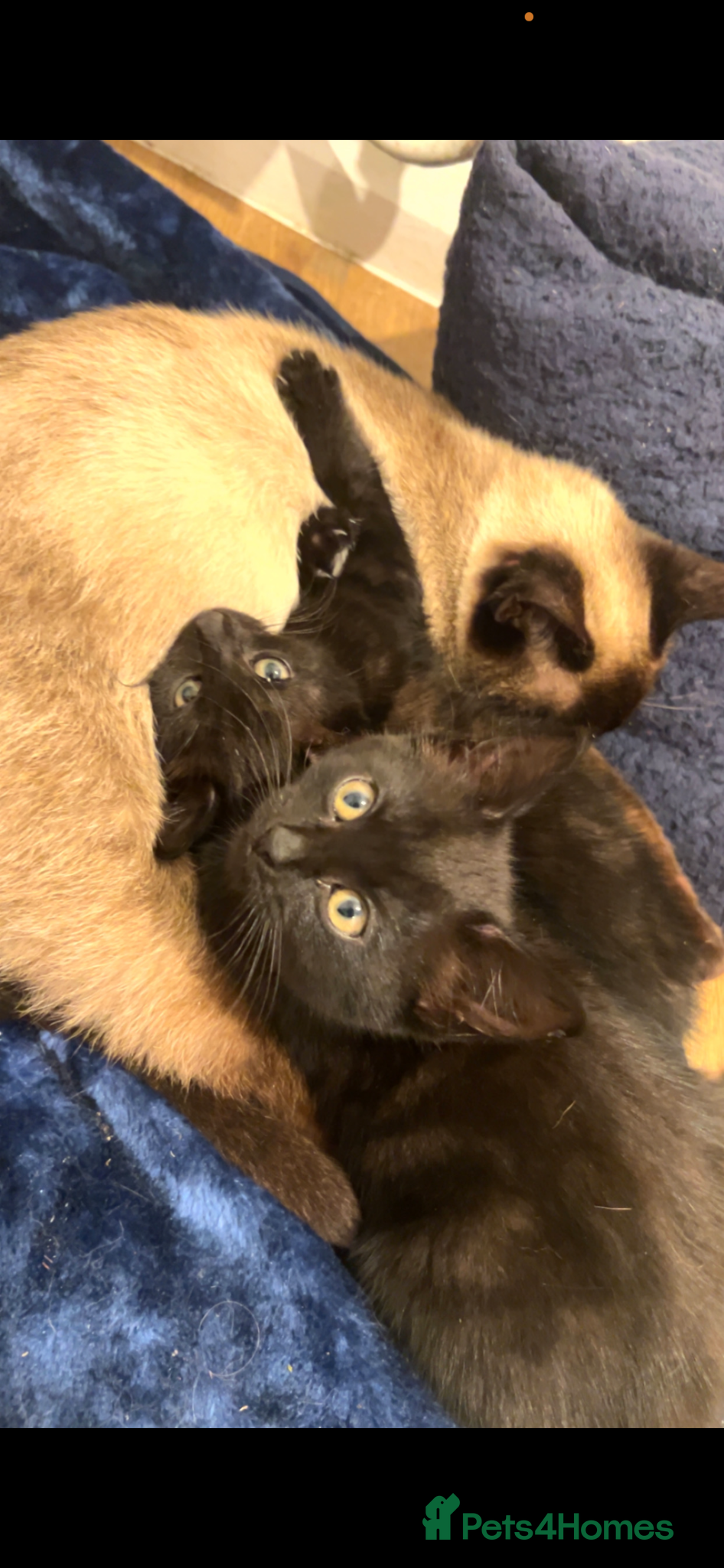 Brazilian Shorthair cats 2 Gorgeous Kittens  - Advert 1
