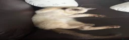 Siamese cats for sale: Smokey the Siamese - Advert 6