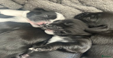 Mixed Breed dogs - Advert 15
