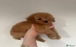 Toy Poodle dogs for sale: Rare parti/phantom Kc Reg Toy Poodle Puppies - Image 5