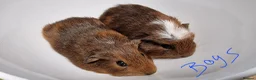 Guinea Pig rodents for sale: California x male and female Guinea pig babies  - Advert 19