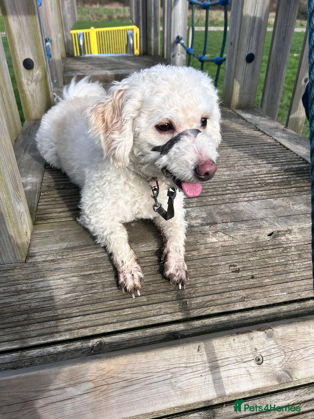 Maltipoo dogs for sale: 3 year old male Maltipoo  - Advert 3