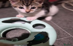 Mixed Breed cats for sale: Kittens ready now  - Image 13