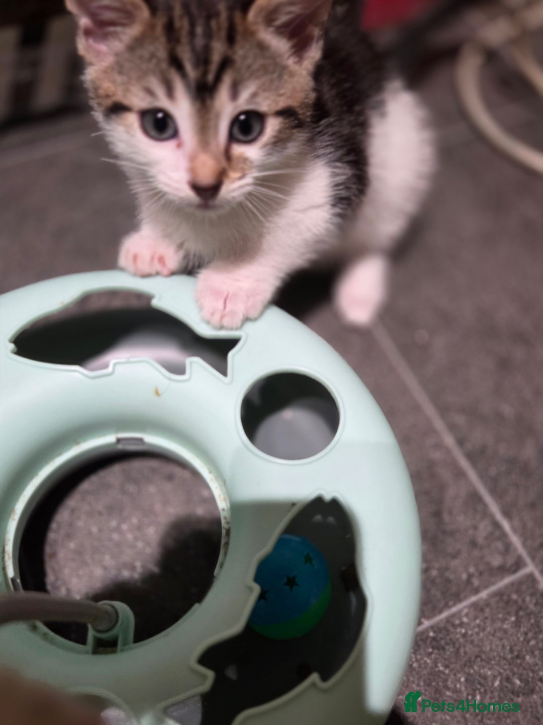 Mixed Breed cats for sale: Kittens ready now  - Image 13