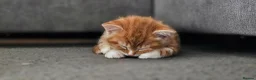 Mixed Breed cats for sale: 4 kittens for sale - Advert 1