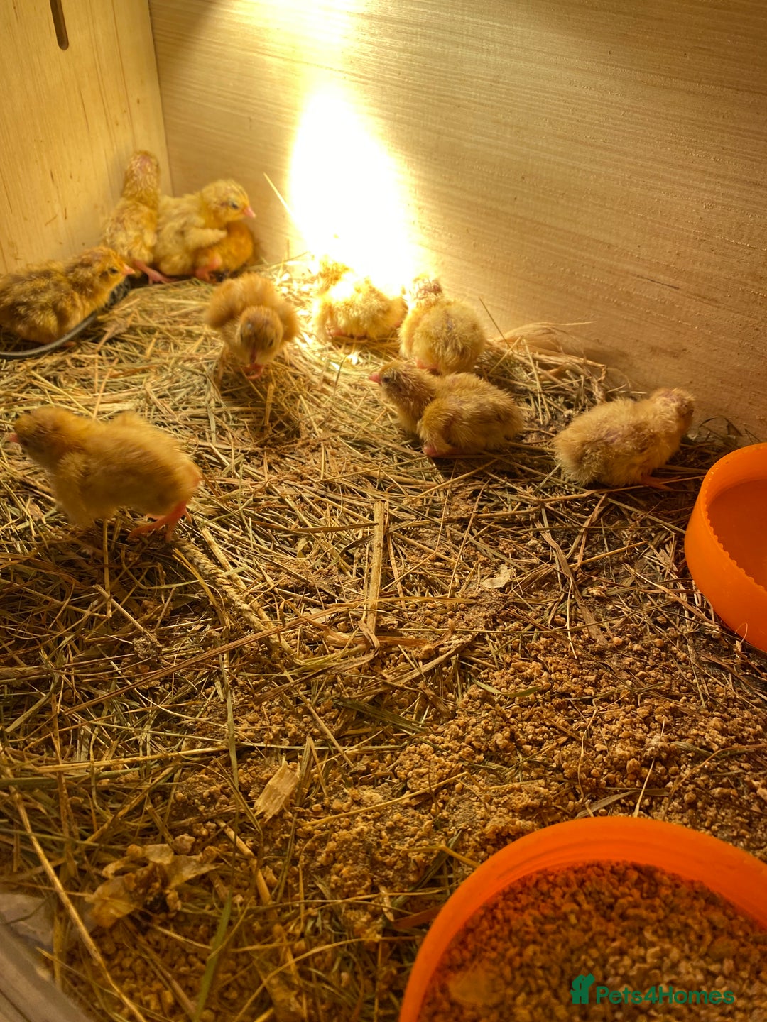 Quail poultry for sale: Baby coturnix quail £3 each or 2 for £5 - Advert 1
