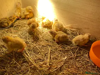 Quail poultry Baby coturnix quail £3 each or 2 for £5 - Advert 6