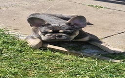 French Bulldog dogs for sale: Male 7 month old frenchie  - Image 7