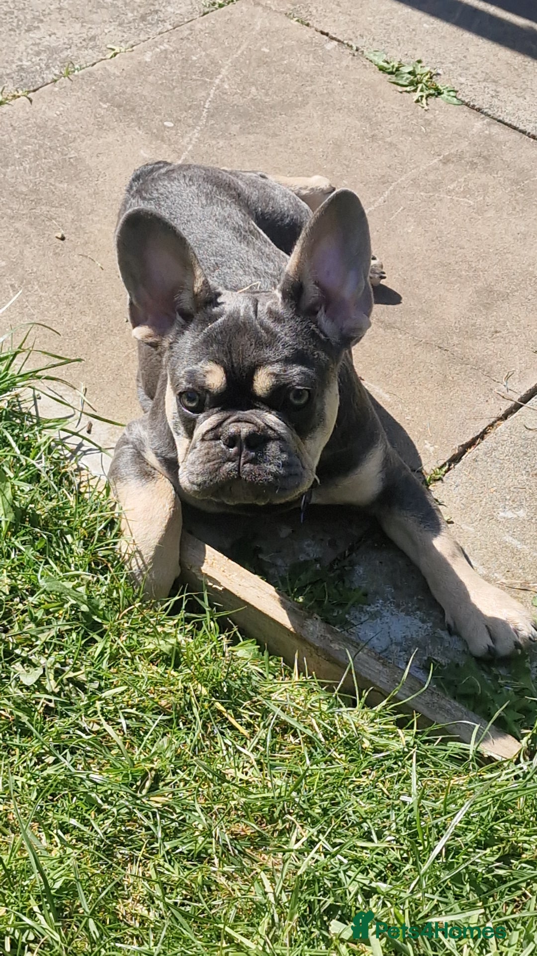 French Bulldog dogs for sale: Male 7 month old frenchie  - Image 7