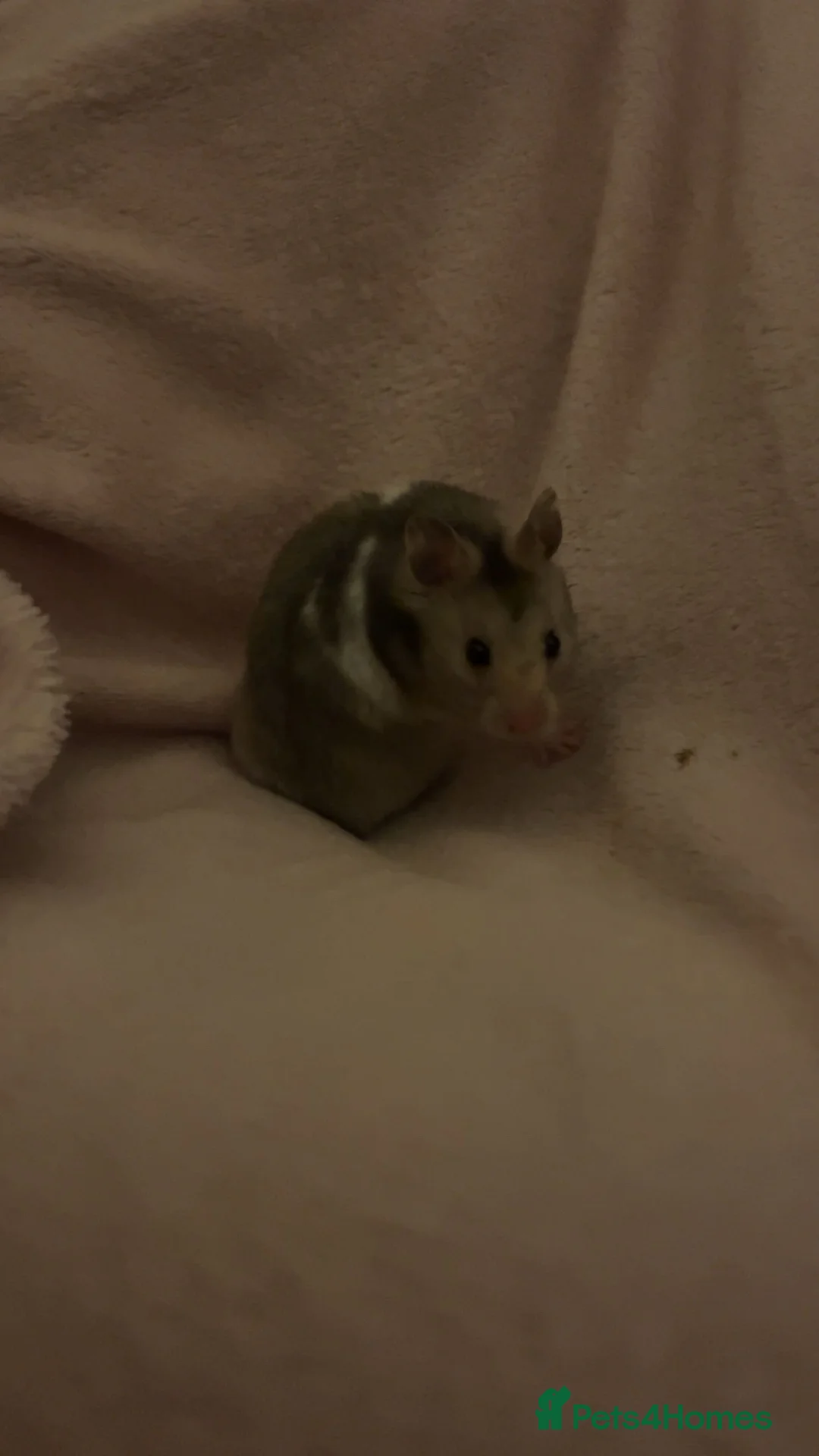 Hamster rodents for sale: Tame Female Syrian Hamster  in Milton Keynes - Advert 1