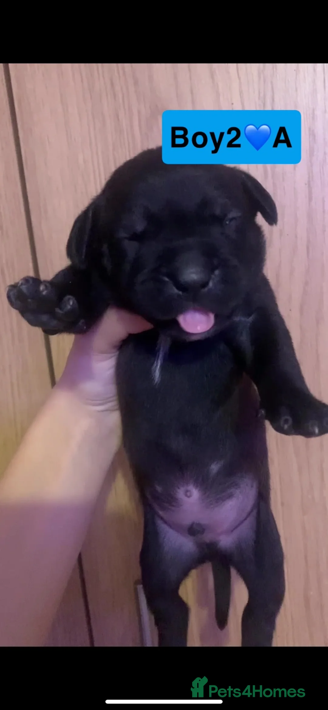 Mixed Breed dogs for sale: amstaff puppies - Advert 2