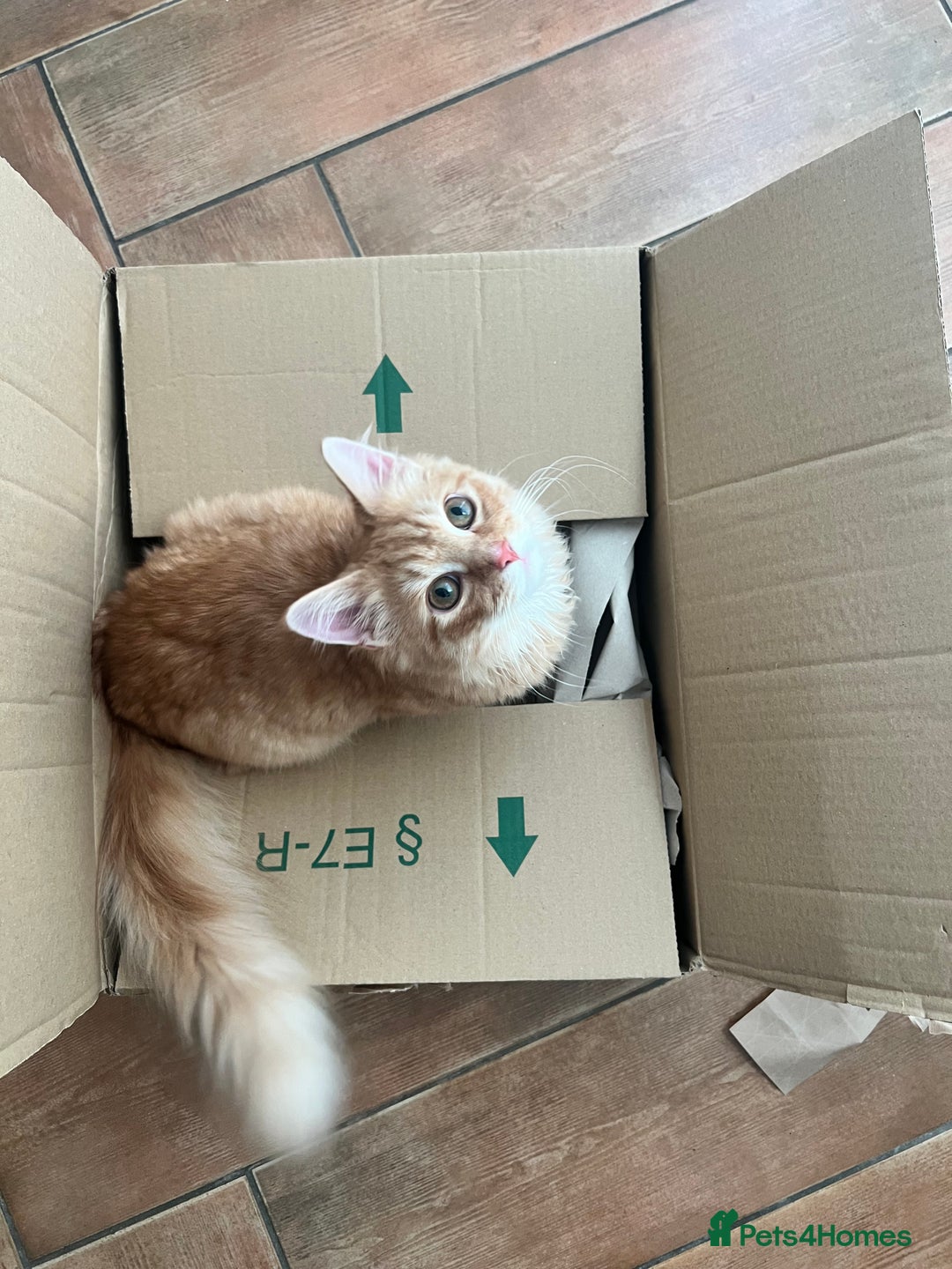 British Longhair cats for sale: Fluffy and Adorable Ginger Boy For Sale  - Advert 3