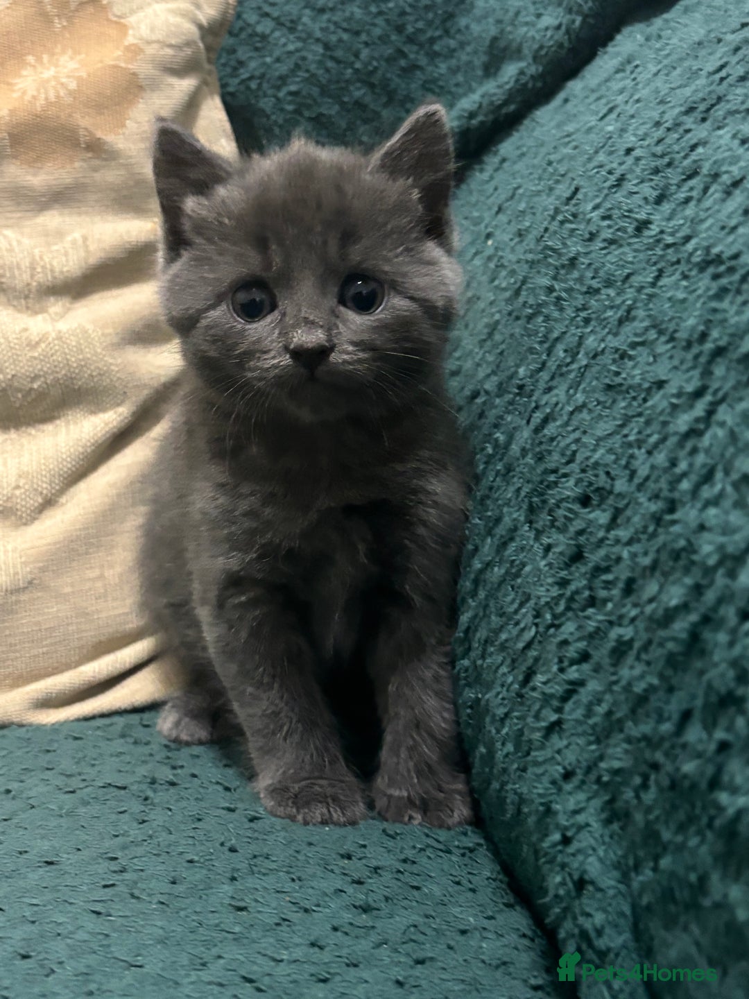 Mixed Breed cats for sale: Stunning Solid Blue/Grey Kitten-Rare Chunky Build - Advert 8