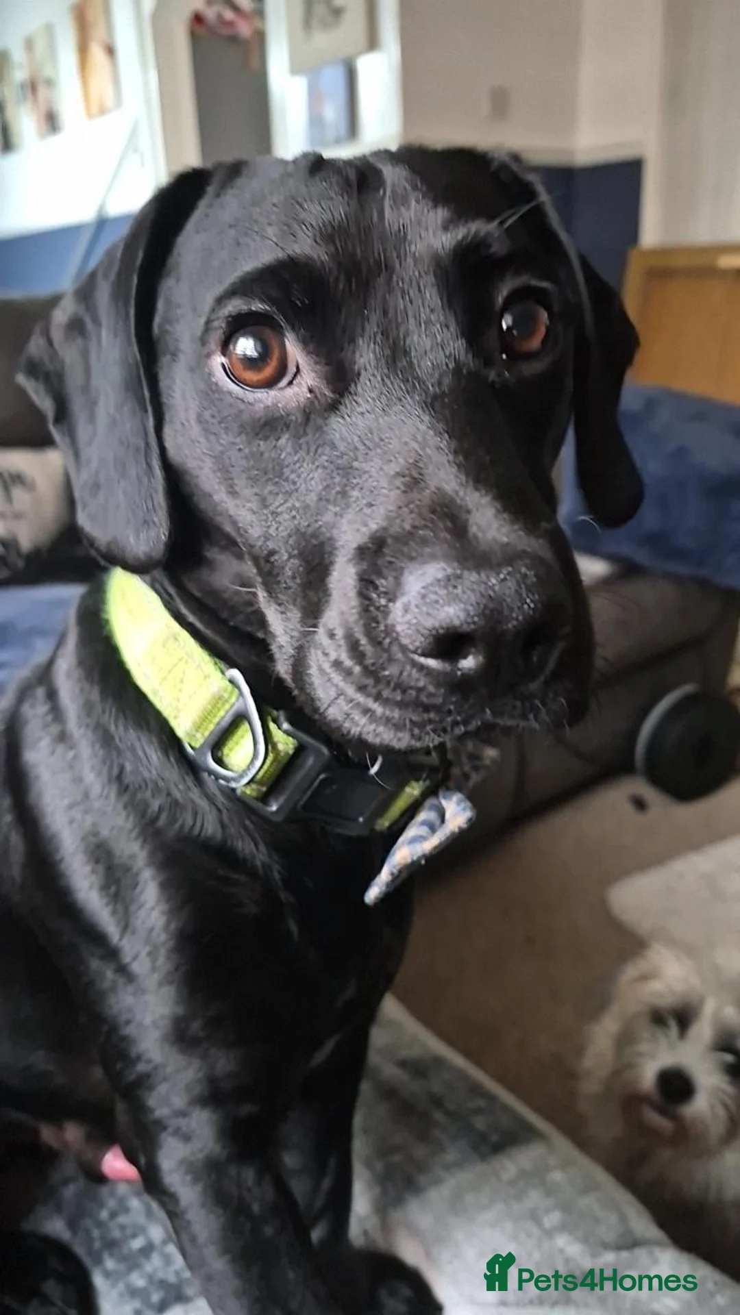 Mixed Breed dogs for sale: Patterdale - Advert 1