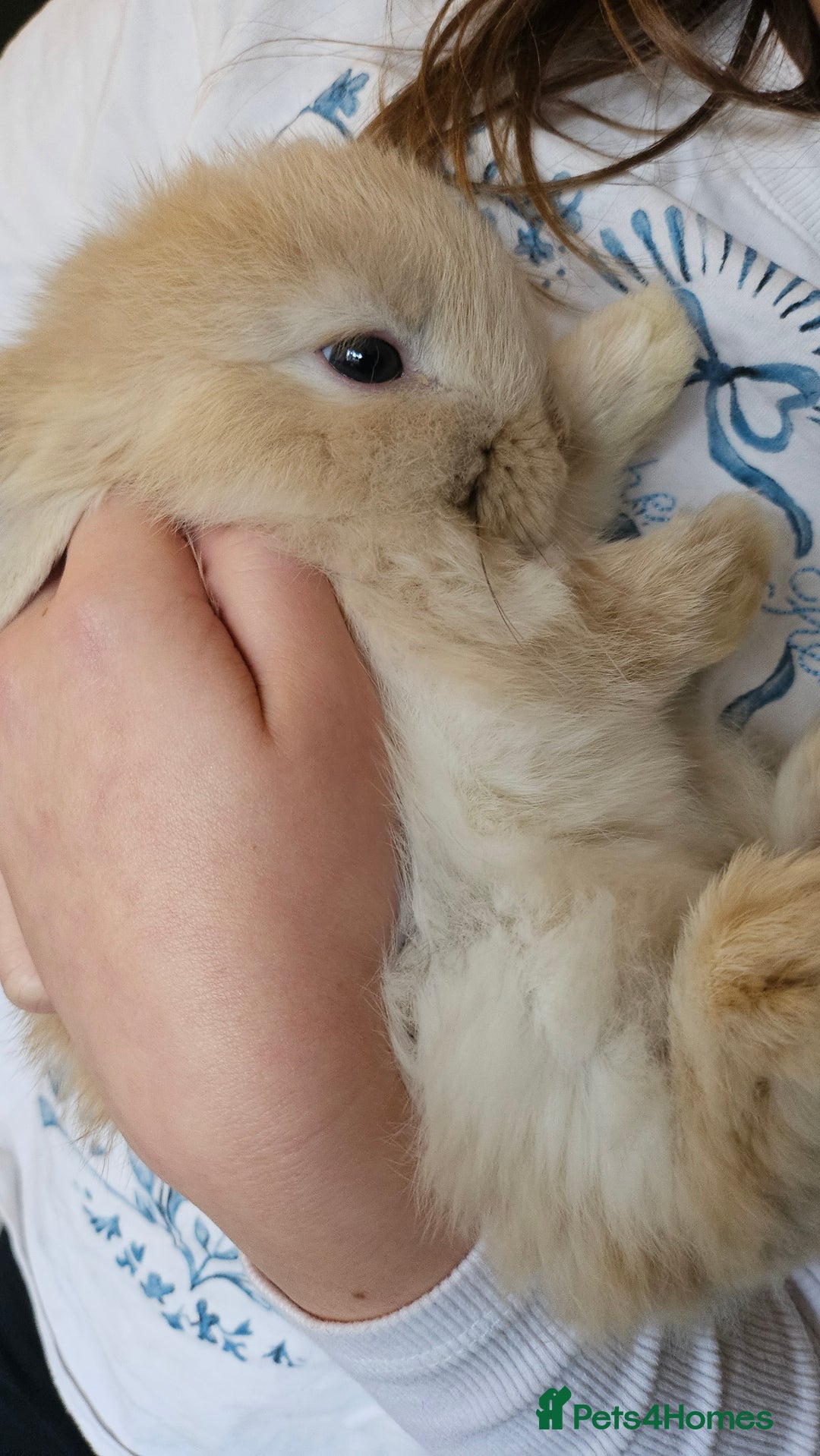 Mini Lop rabbits for sale: Ready to leave cuddly mini lops - Advert 2
