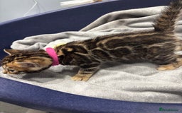Bengal cats for sale: Amazing brown rosetted Bengal girl kittens - Image 9