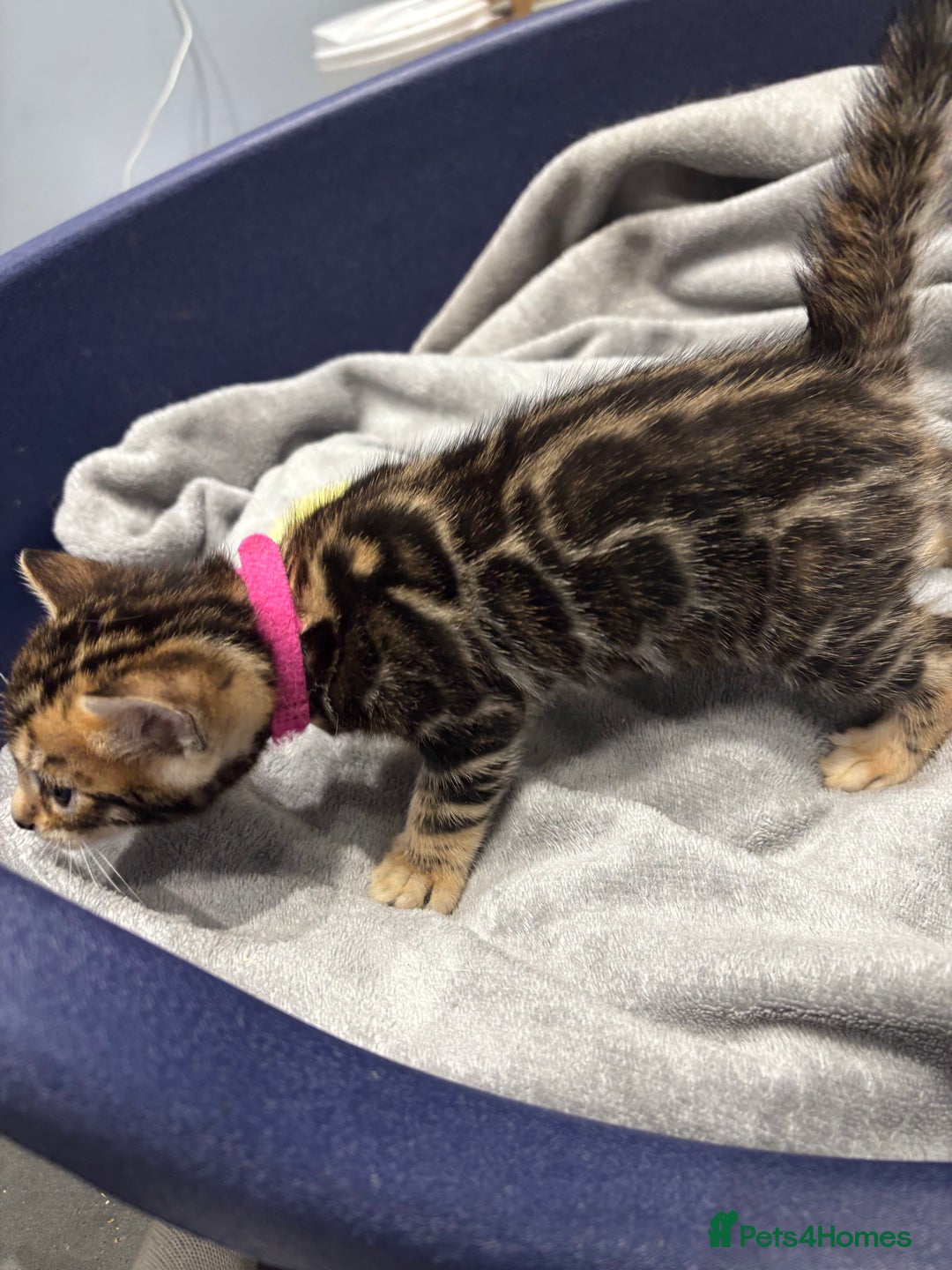 Bengal cats for sale: Amazing brown rosetted Bengal girl kittens - Image 9