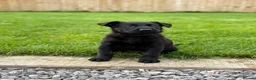 Belgian Shepherd Dog dogs for sale: EXCEPTIONAL WORKING LINE SHEPHERDS! - Advert 18