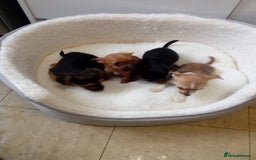 Chorkie dogs for sale: Chihuahua x Yorkshire terrier  - Image 6