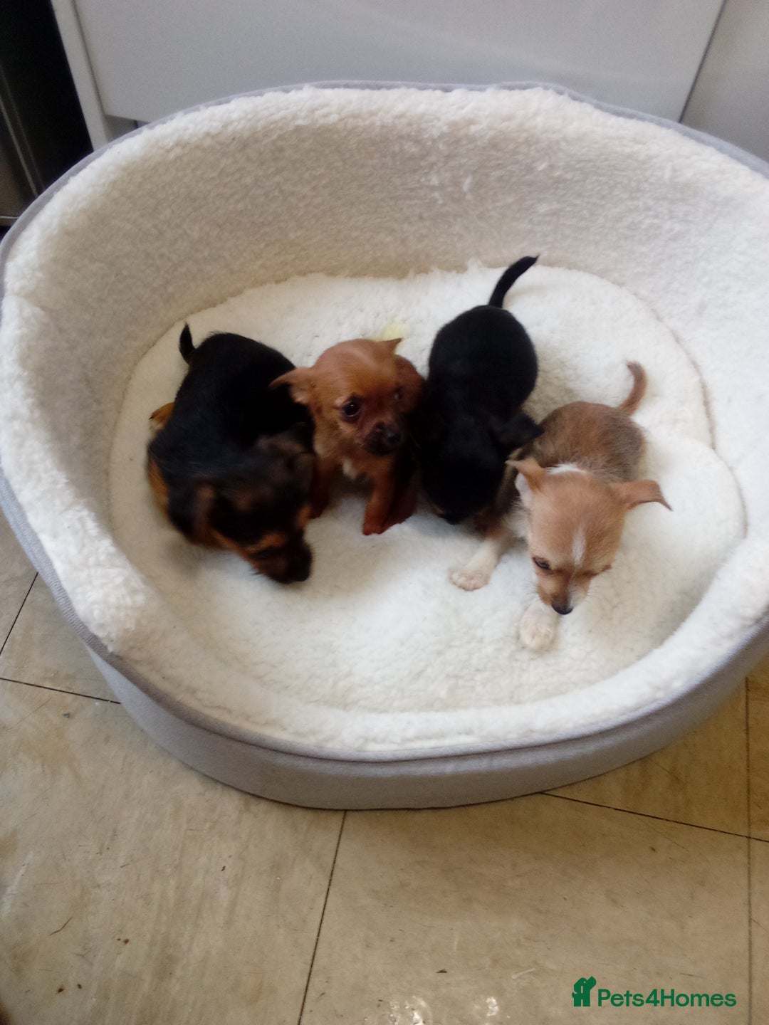 Chorkie dogs for sale: Chihuahua x Yorkshire terrier  - Image 6