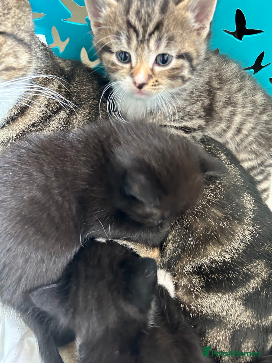 Mixed Breed cats for sale: Beautiful kittens 4 weeks old - Image 11