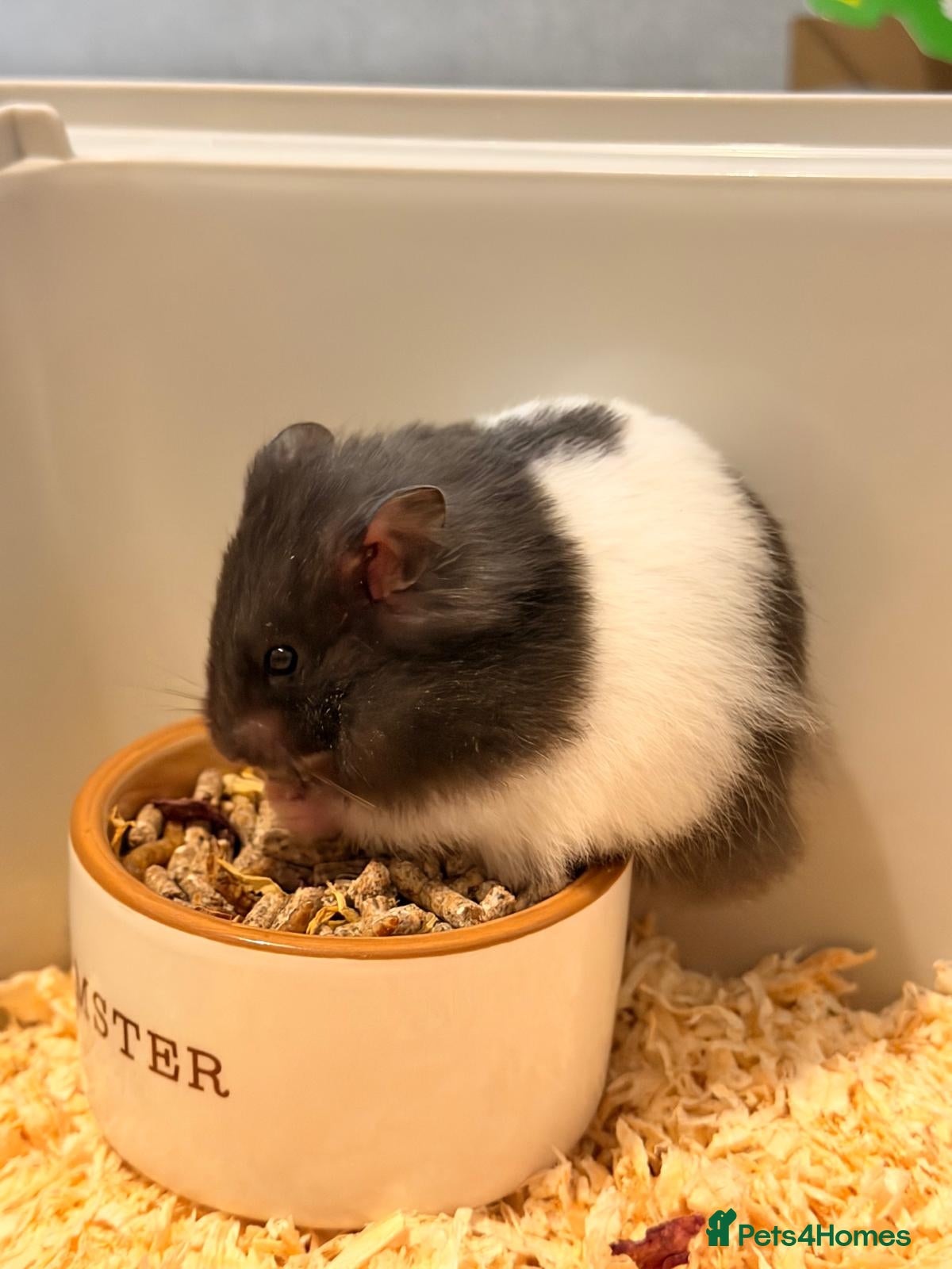 Hamster rodents Syrian Hamster with cage and supplies - Advert 1