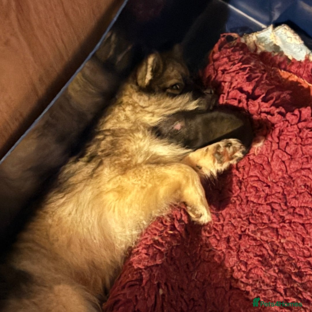 Pomeranian dogs for sale: Cream girl & sable boy - Image 5