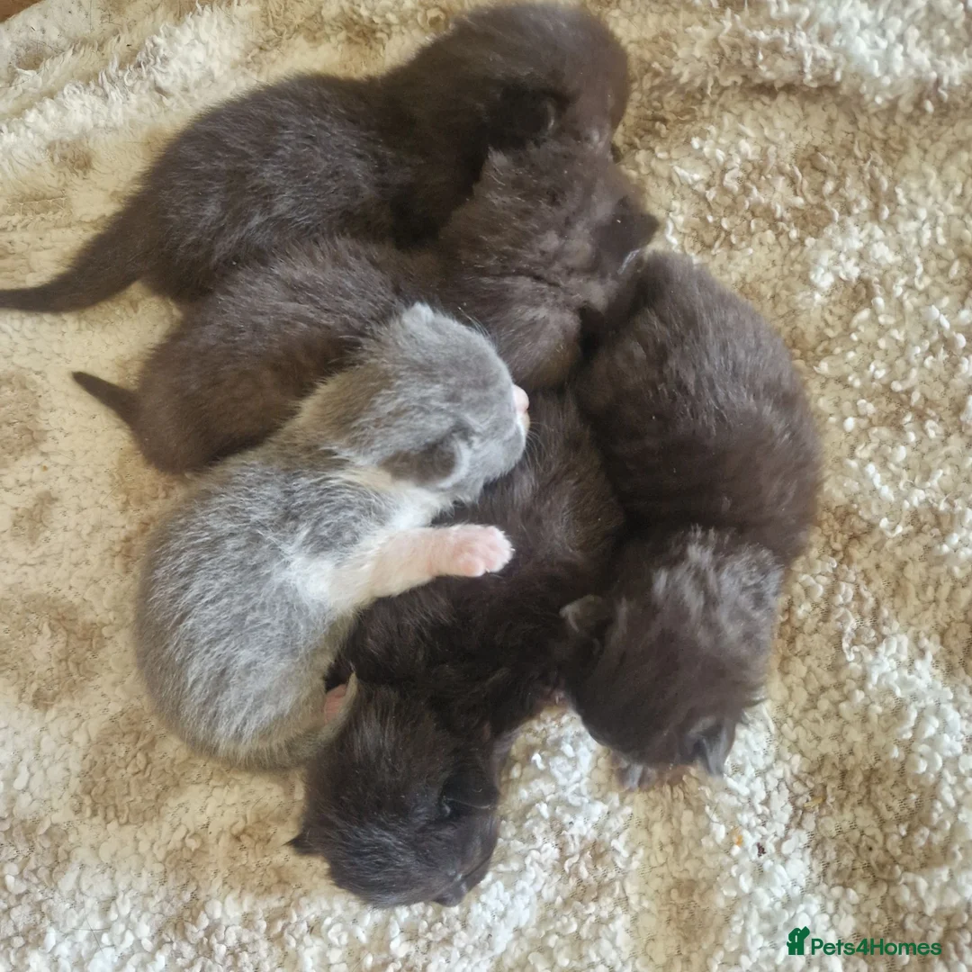 British Shorthair cats for sale: Beautiful BSH x Bengal kittens  - Advert 1
