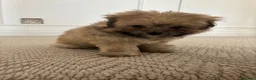 Pomapoo dogs for sale: Miniature Pomeranian sand color  - Advert 10