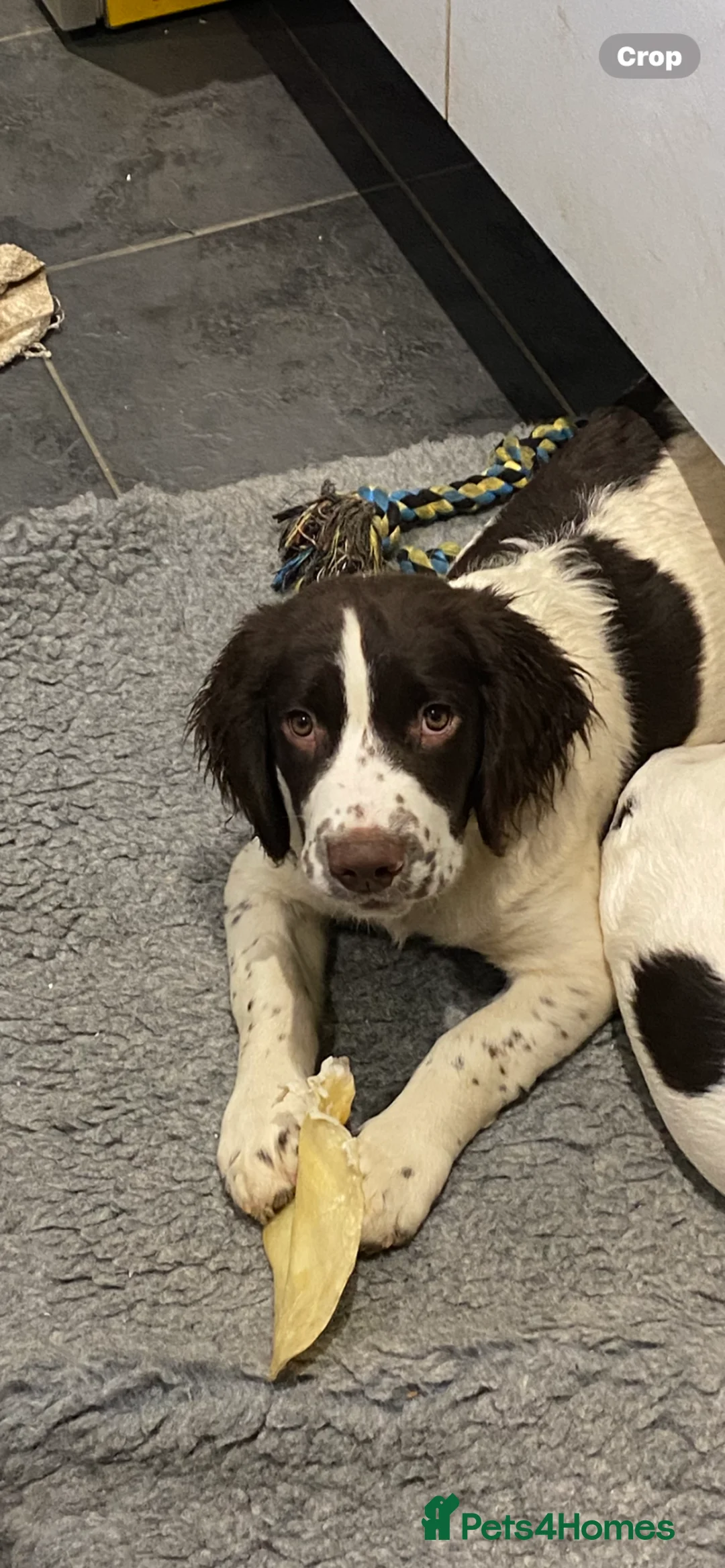 English Springer Spaniel dogs for sale: English Springer Spaniels Father & Son - Advert 8
