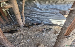 Ducks poultry for sale: Mandarin Ducks - Image 1
