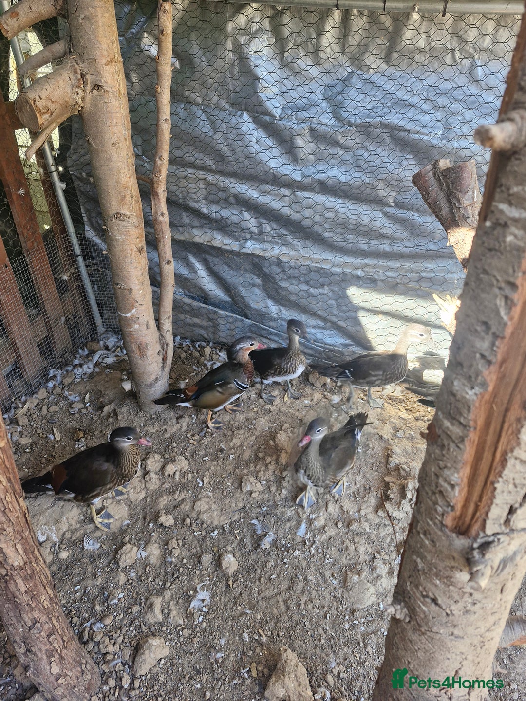 Ducks poultry for sale: Mandarin Ducks - Image 1