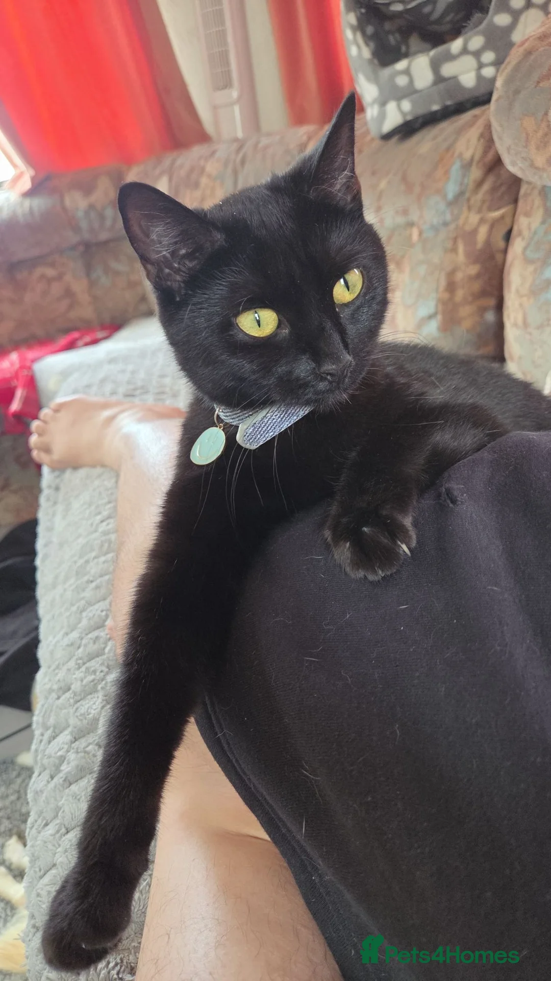 Mixed Breed cats for sale: 4 cats  - Advert 4