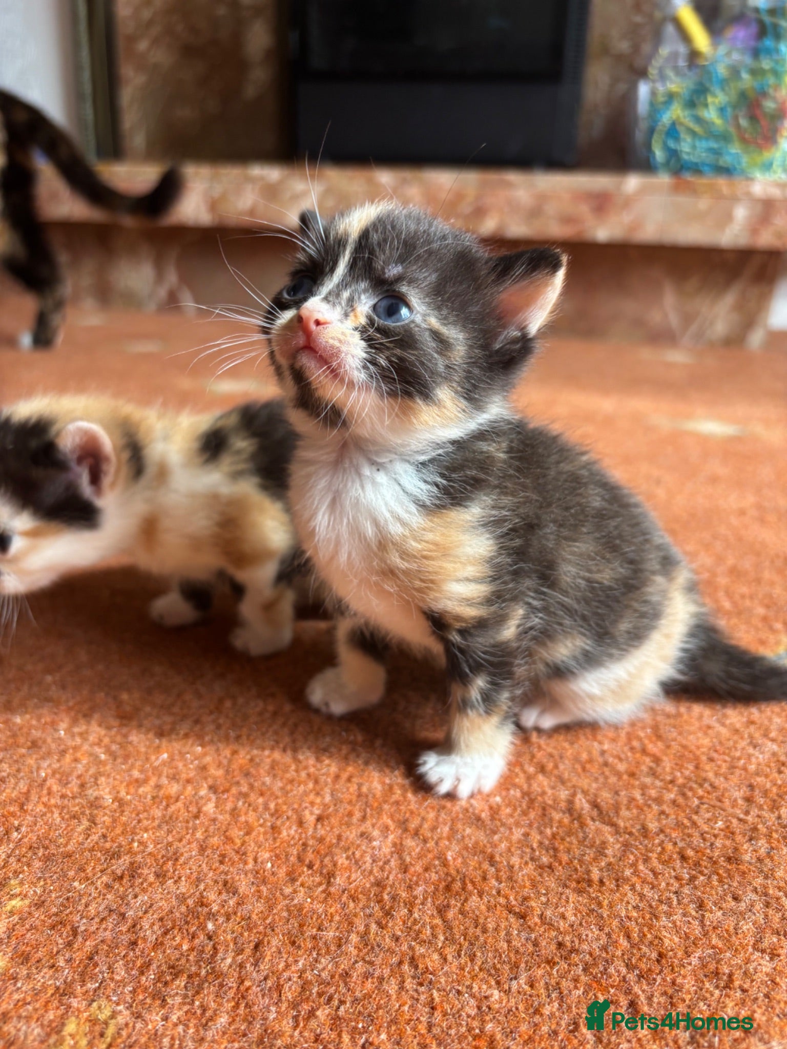 Mixed Breed cats Beautiful Calico & Tortie Kittens. Ready in 3 week - Advert 6