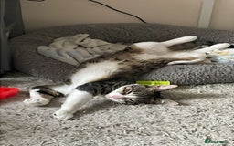 American Shorthair cats for sale: Milo 7 month old kitten in London - Image 2