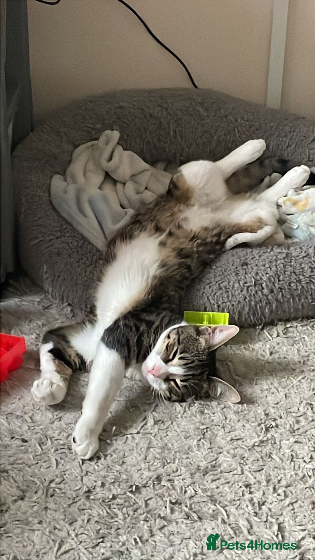 American Shorthair cats for sale: Milo 7 month old kitten in London - Image 2