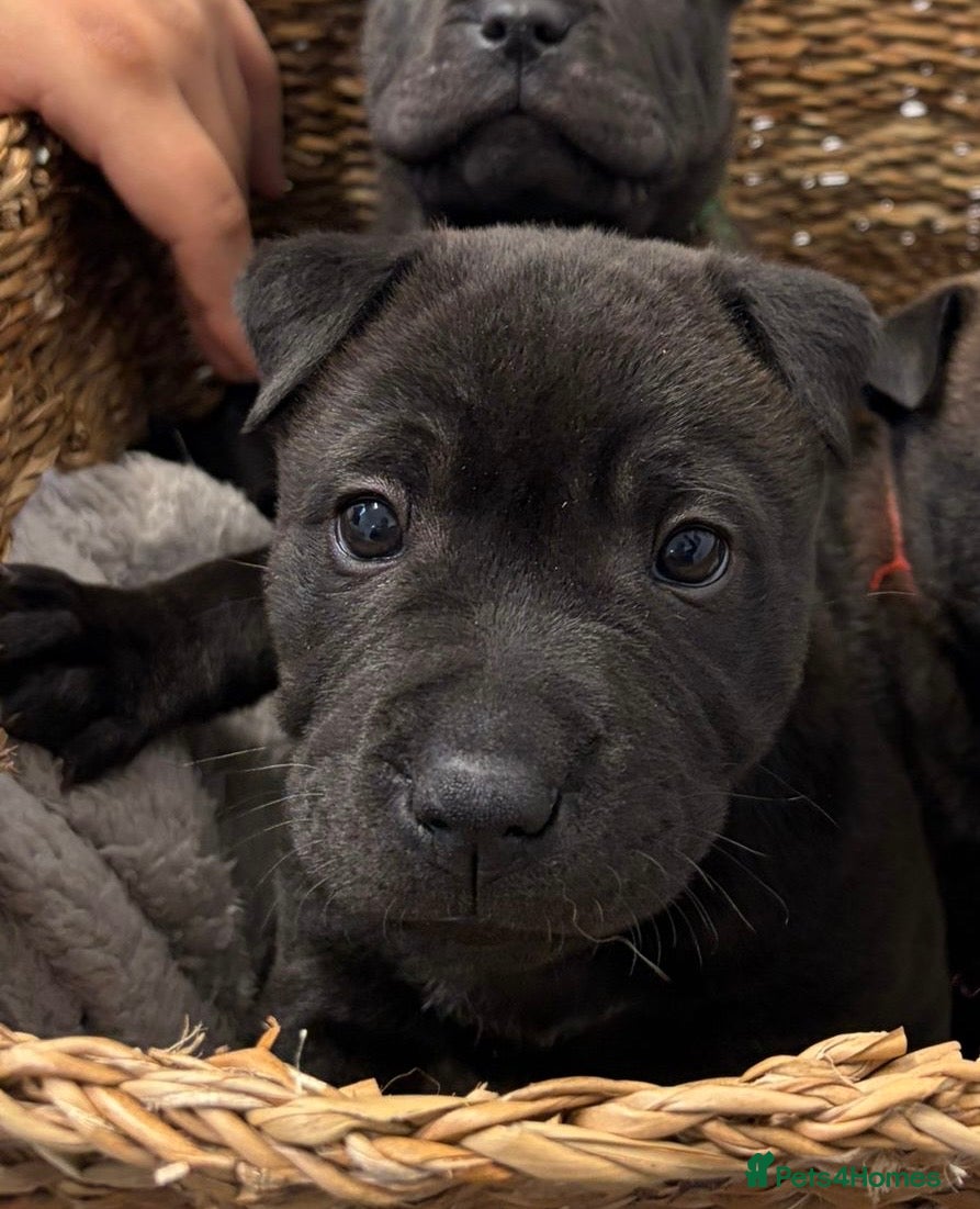 Shar Pei dogs SHARPEI PUP LAST ONE LEFT💙🐾 - Advert 1