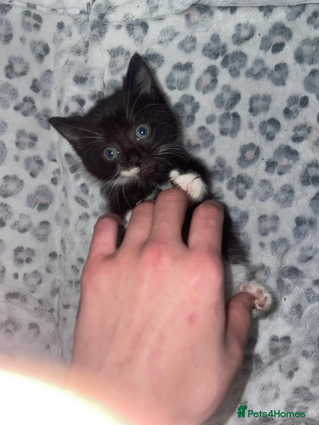 Mixed Breed cats for sale: ready to leave now! black and white kittens - Advert 11