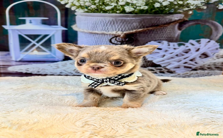 Chihuahua dogs - Advert 2