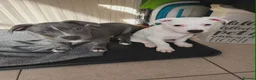 Mixed Breed dogs for sale: Staffordshire bull terrier cross puppies - Advert 5