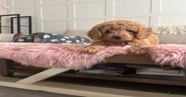 Cockapoo dogs - Advert 9
