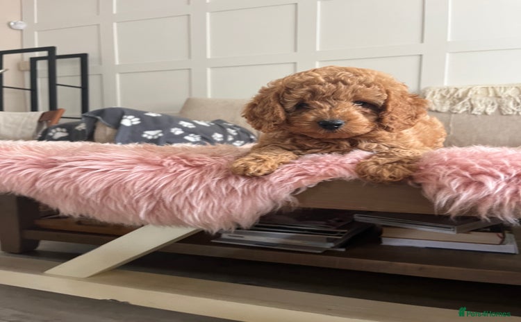 Cockapoo dogs - Advert 2