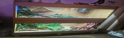 Snake reptiles for sale: FULL SET UPS X 2  - Advert 5