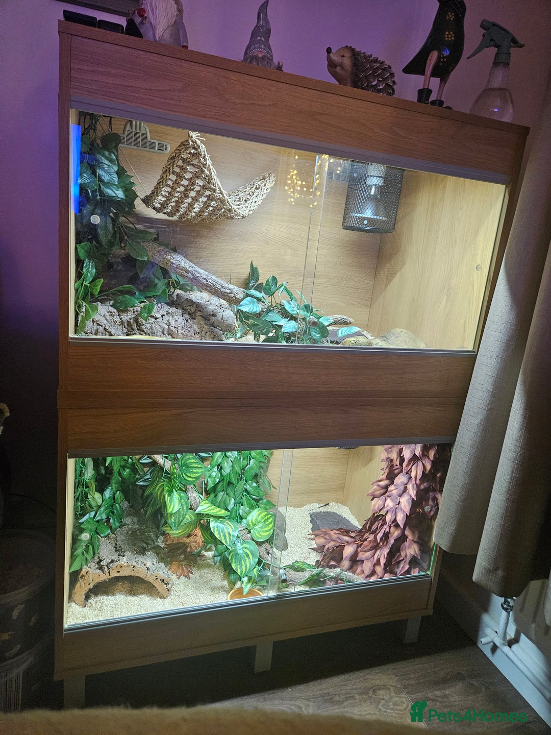 Snake reptiles for sale: FULL SET UPS X 2  - Advert 5