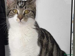 Domestic Shorthair cats For sale cat - Advert 4